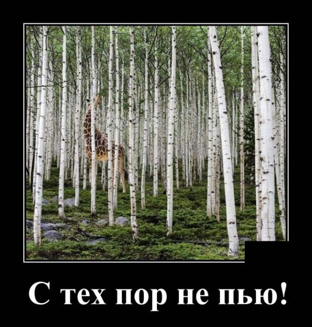 Демотиваторы (30 фото)
