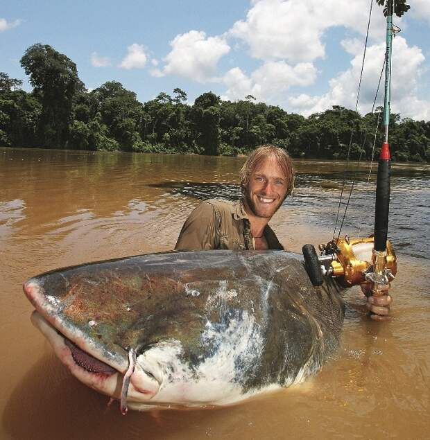 Пираиба, также как и арапайма, принадлежит к самым крупным рыбам бассейна Амазонки.