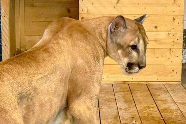 Москвич передал зоопарку пуму после неудачной попытки содержать хищника дома