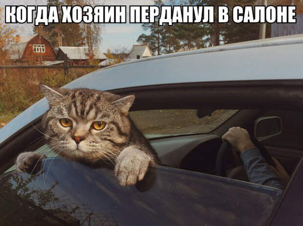 Смешные фото приколы и мемы с котами и кошками Смешные фото приколы и мемы с котами и кошками животные, коты, прикол, юмор
