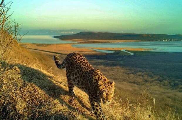 Территория нацпарка «Земля леопарда» увеличилась почти на 7 тысяч гектаров