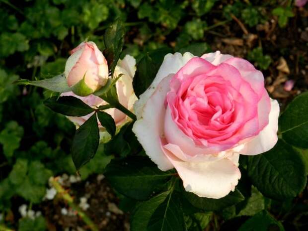 Роза Дольче Вита на солнце