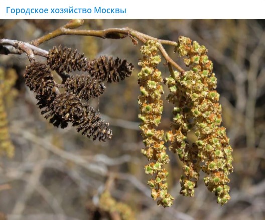 Аллергикам из Марьина временно лучше ограничить прогулки в парке