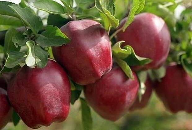 Как правильно ухаживать за яблонями, чтобы сохранить и увеличить урожай яблок.