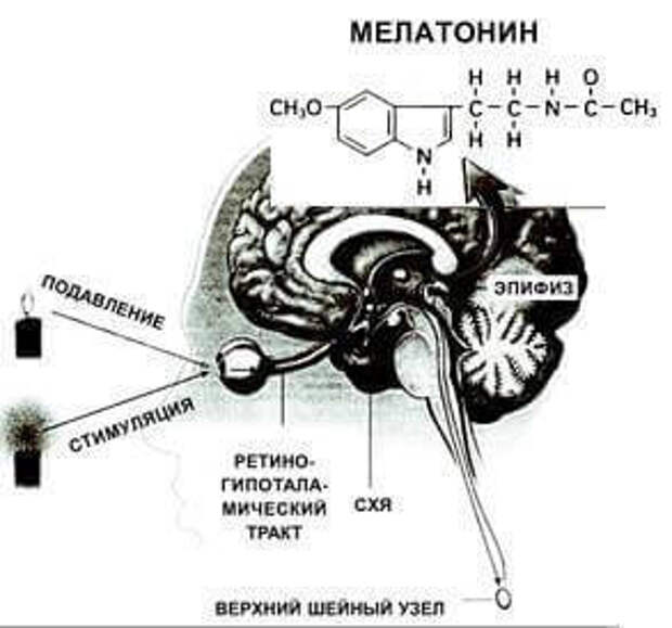 Ритмичность биология рисунок