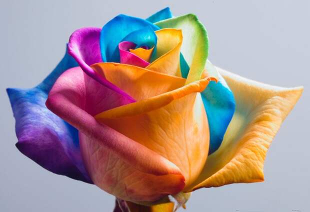 Lovely Rainbow Rose Pics