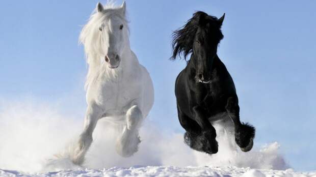 чёрный и белый конь