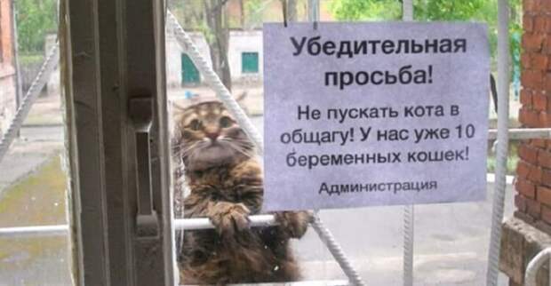 Несколько объявлений, которые моментально поднимают настроение