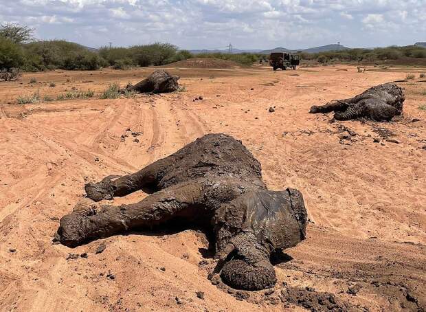 Семью африканских слонов удалось вытащить из грязной лужи в Кении