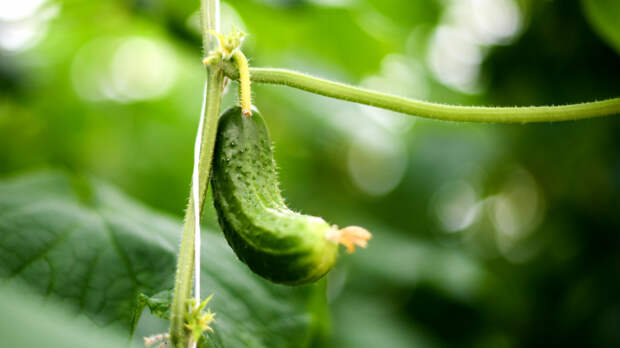 Сезон дачников: как правильно высаживать рассаду огурцов без почвы