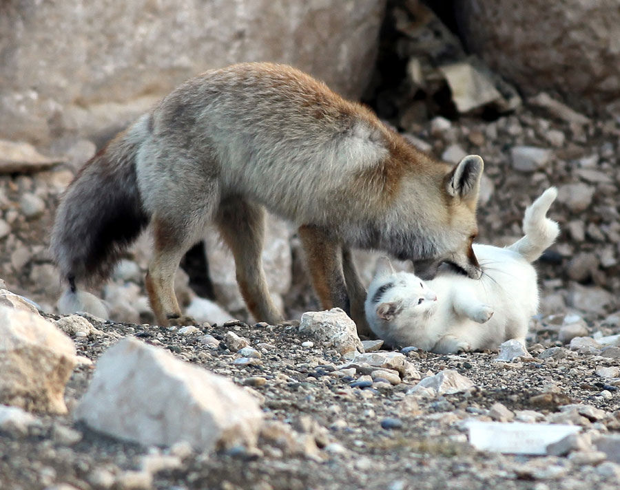 unusual-animal-friendship-74