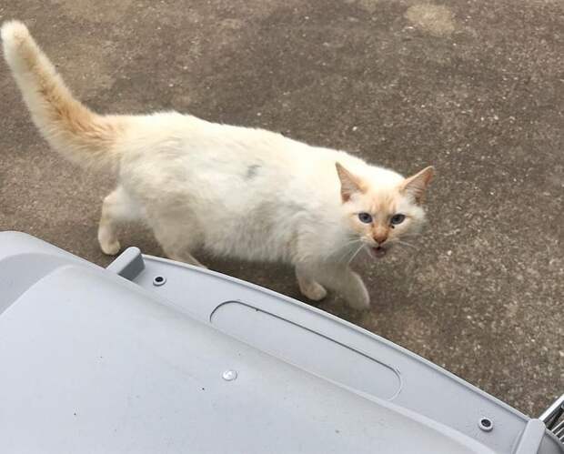 Беременная кошка