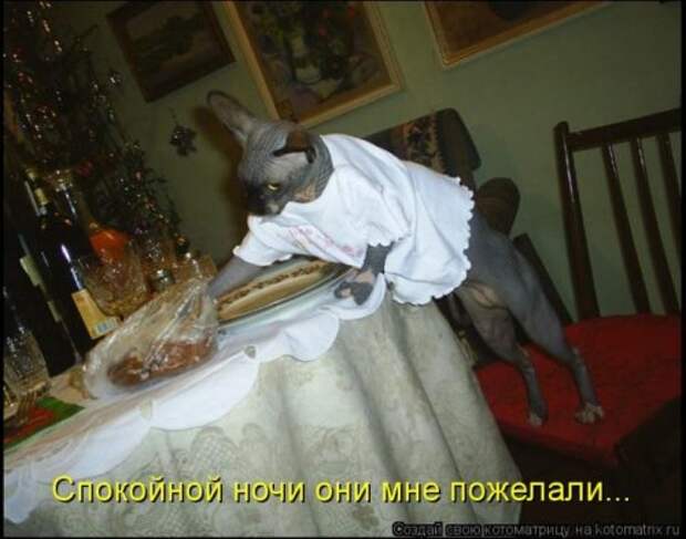 Лучшие котоматрицы недели (28 фото)
