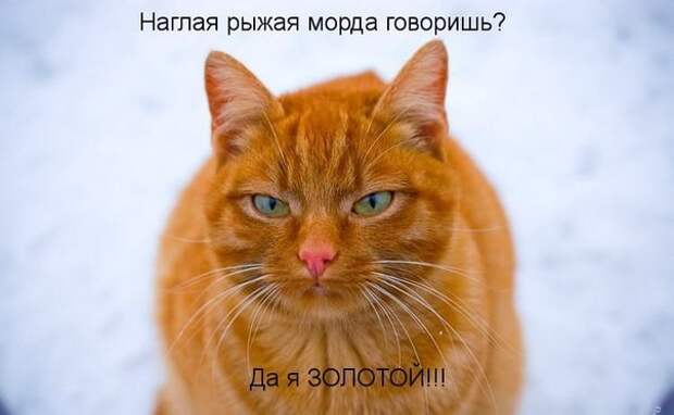 Просто котики коты, юмор