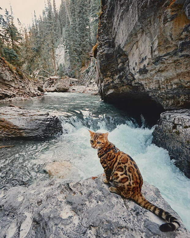 Кошка, которая путешествует больше каждого из нас Кошка, которая путешествует больше каждого из нас
