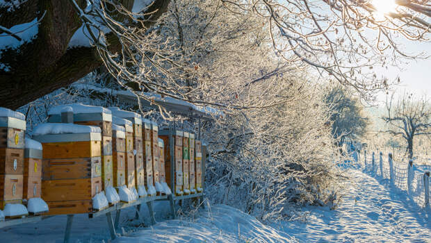 Тайная жизнь улья: как пчелы переживают зиму