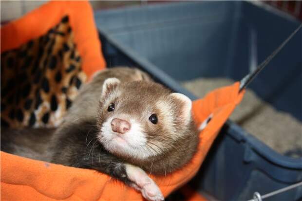 Ferret