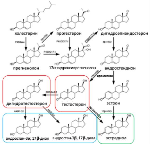 Схематичное изображение метаболизма половых гормонов