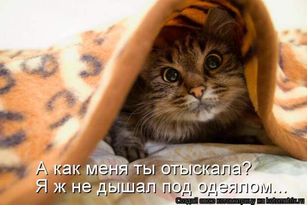 Лучшие котоматрицы недели Лучшие котоматрицы недели