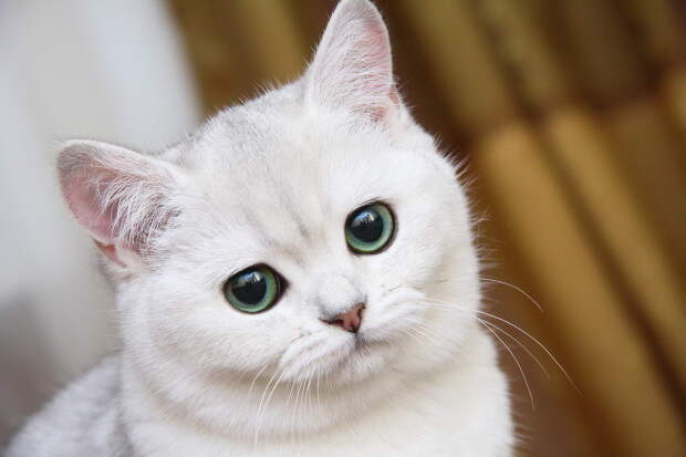 7 самых любопытных фактов о взаимоотношениях человека и кошки