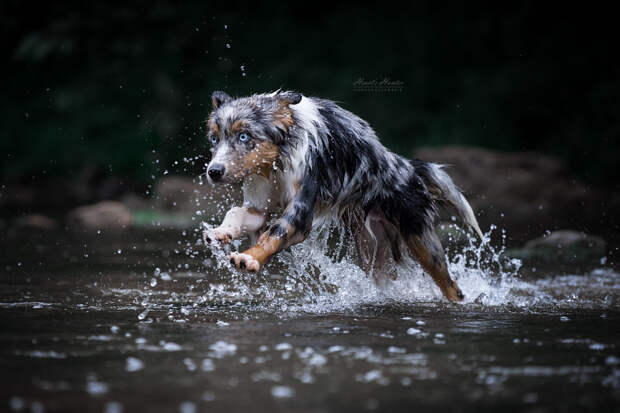 Mini Aussie Bluemerle by Jessica  Bruckmaier  on 500px.com