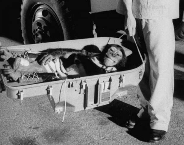 Шимпанзе Хам вернулся на землю из космоса, 1961 год, США историческое фото, история, люди, фото