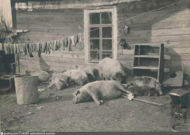 Продовольственный кризис и массовый забой свиней в Германии в годы Первой мировой войны