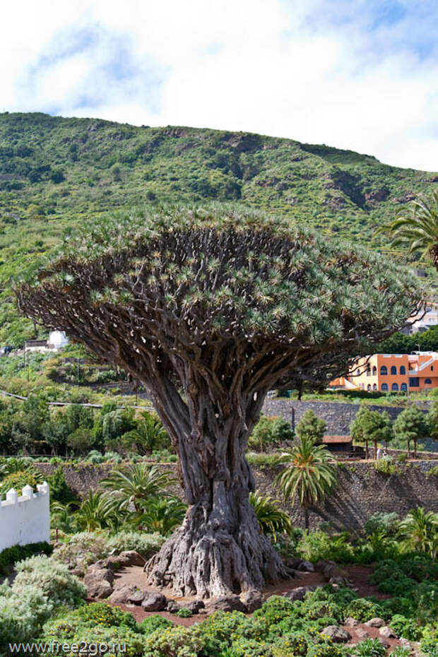 tenerife 53 Старинные города   Тенерифе, Канарские острова, Испания.