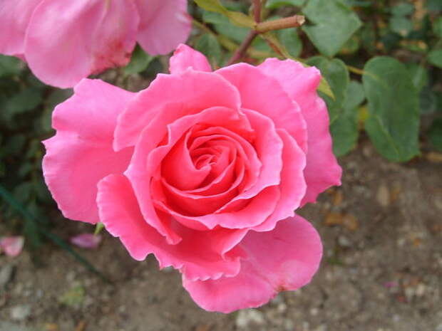 Роза сорт Феодосийская Красавица