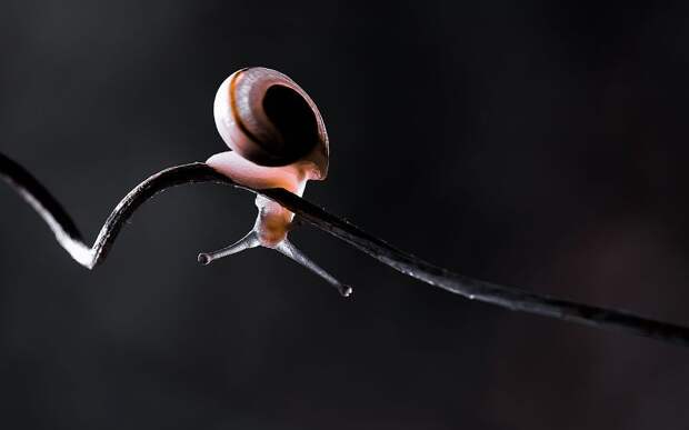 Playful Snail Playful Snail