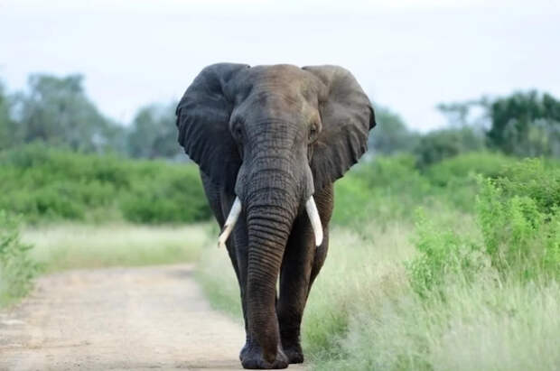 На Бали прекратил работу последний аттракцион по катанию на слонах