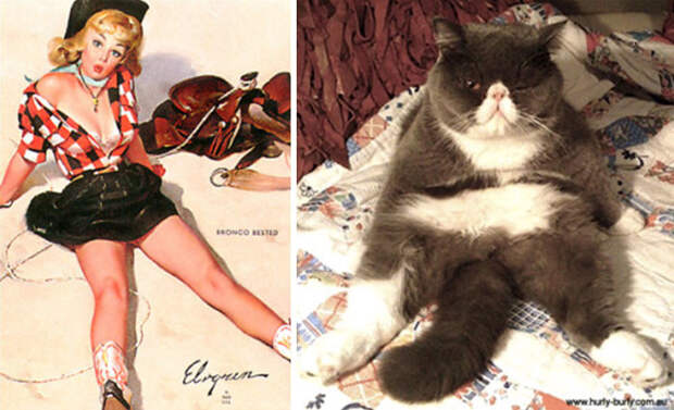Котики, которые позируют точь-в-точь как модели в стиле пин-ап котики, пин-ап