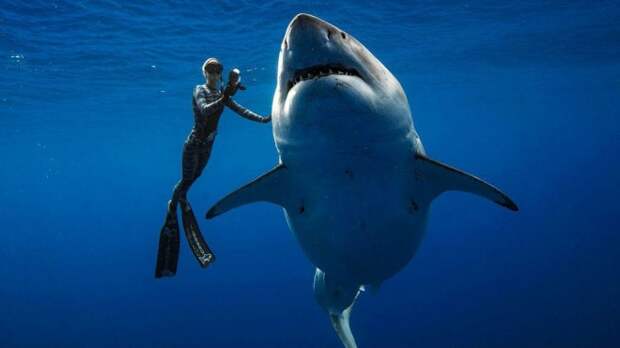 Большая белая акула впервые подпустила дайверов вплотную