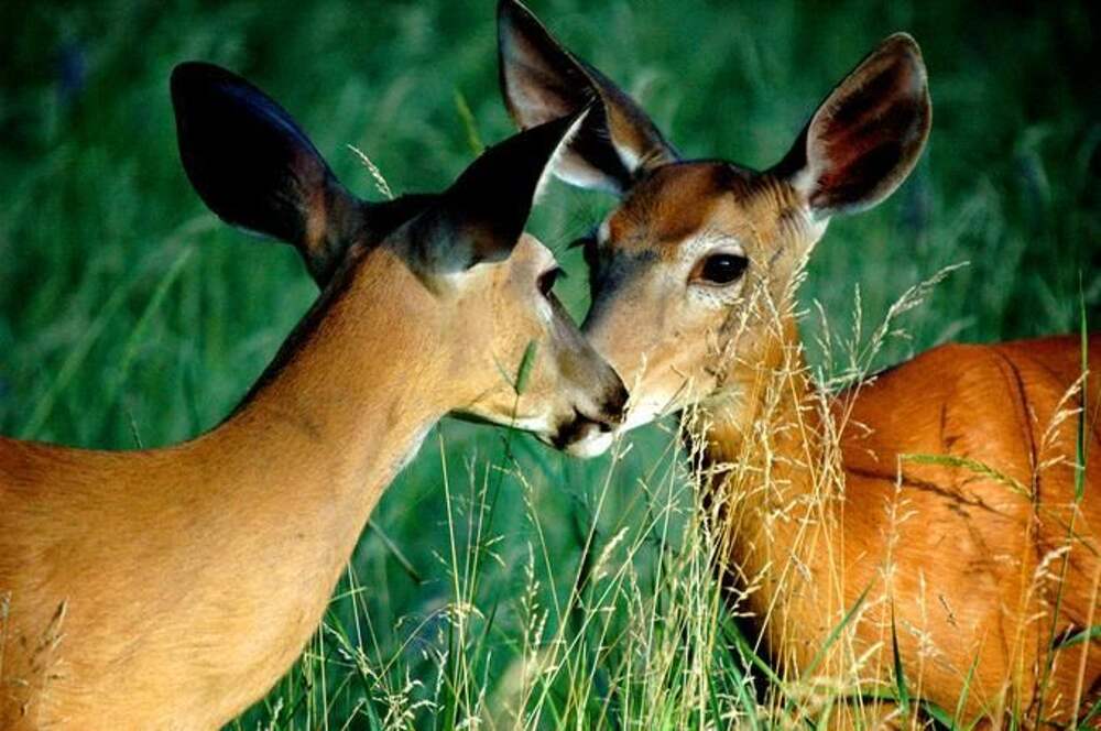 Animal coupling. Животные любовь. Животные парочки. Животные любовь картинки. Животные целуются.