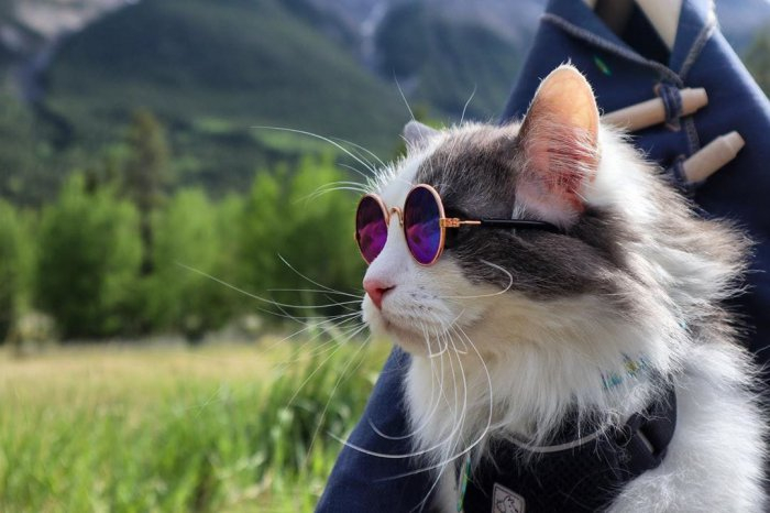 kotputeshestvennik_iz_kanady_20_foto_1 (700x466, 220Kb)
