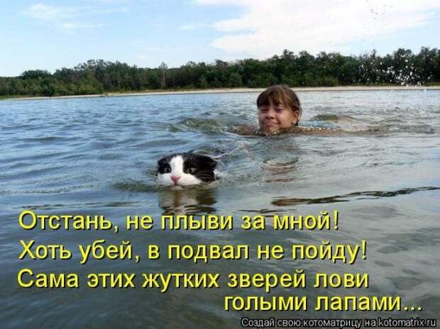 Лучшие котоматрицы недели (50 фото)