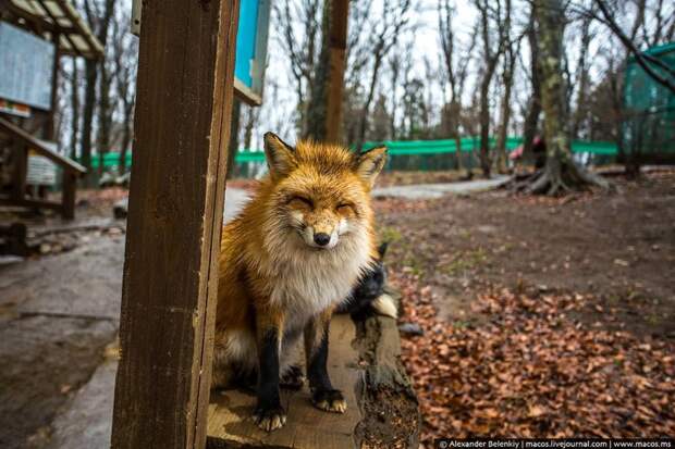 Если вы смотрели “невероятного мистера Фокса”, то глядя на эти фотографии, оцените качество проработки кукол в мультике. И насколько в точку они попали с лисьей мимикой! животные, лисы, япония
