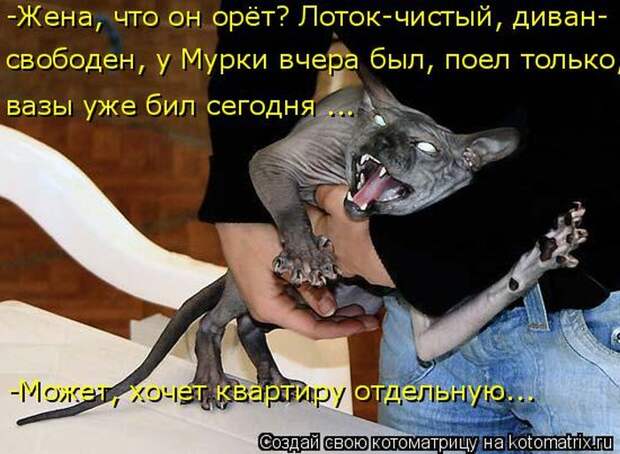 Лучшие котоматрицы недели (50 фото)
