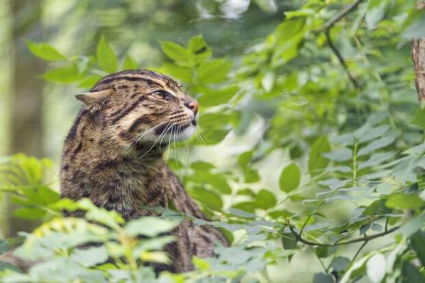 Кошка-рыболов (лат. Prionailurus viverrinus)