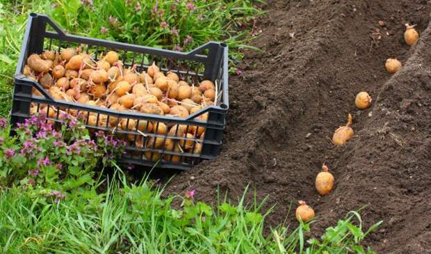 Как сажать картошку, чтобы урожай был обильным