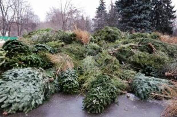 Парк «Кузьминки-Люблино» идет на рекорд по приему увядших елок