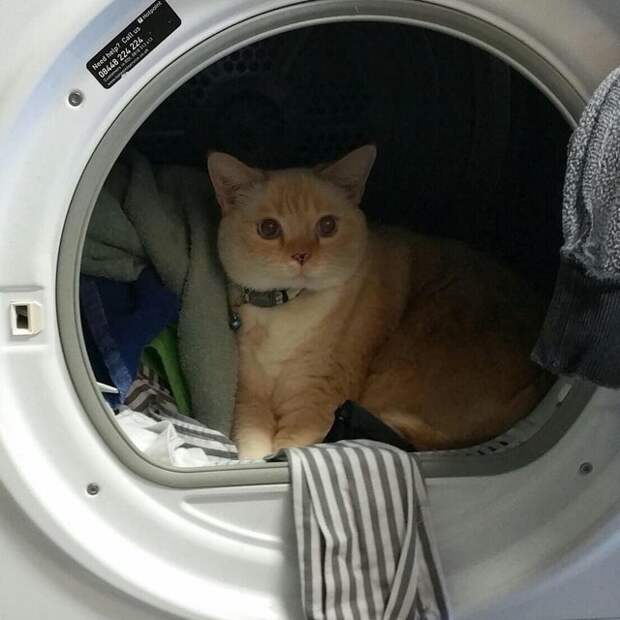 20 смешных фото котов, которые показывают, кто в доме хозяин