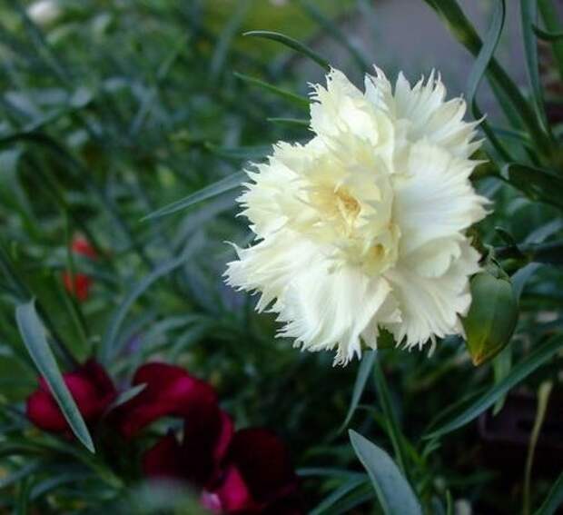гибрид Шабо с белыми цветками