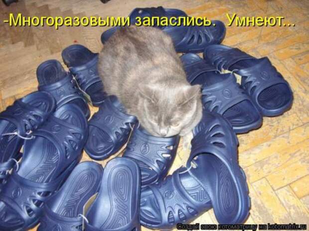 Котоматрицы(картинки с надписями)