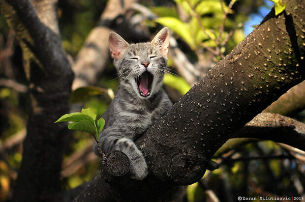 This is my tree! by ZoranPhoto