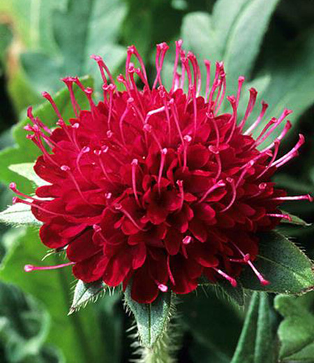 Scabiosa Crimson Cushion