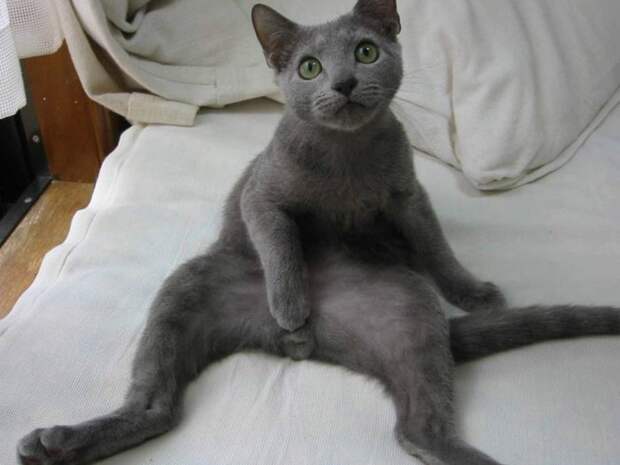 Коты,кошки,котята...