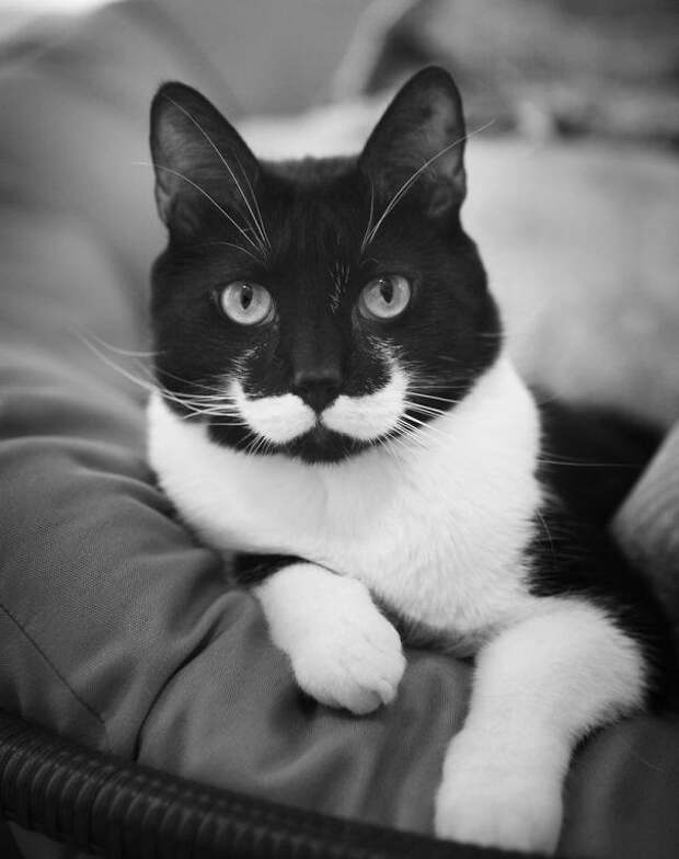 Кот с усами