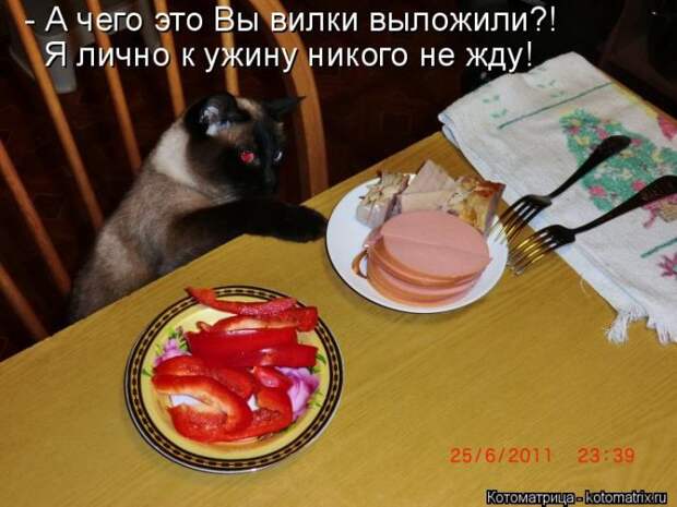Лучшие котоматрицы недели (50 фото)