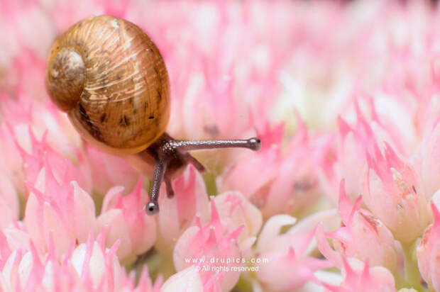Flower Snail Flower Snail